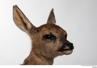 Deer doe head 0001.jpg